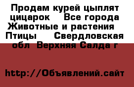 Продам курей цыплят,цицарок. - Все города Животные и растения » Птицы   . Свердловская обл.,Верхняя Салда г.